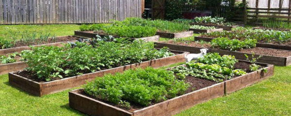 carré potager