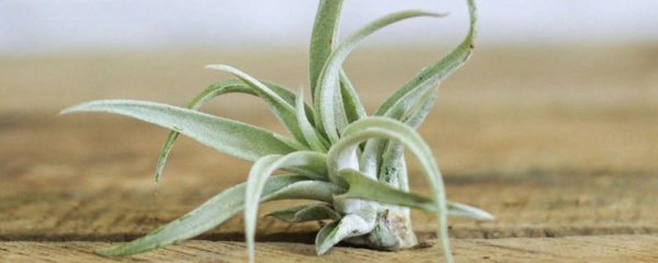 tillandsias