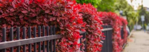 Entretien du photinia : guide pour une croissance optimale